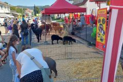 Gassenmarkt-Bicer-Streichelzoo-scaled